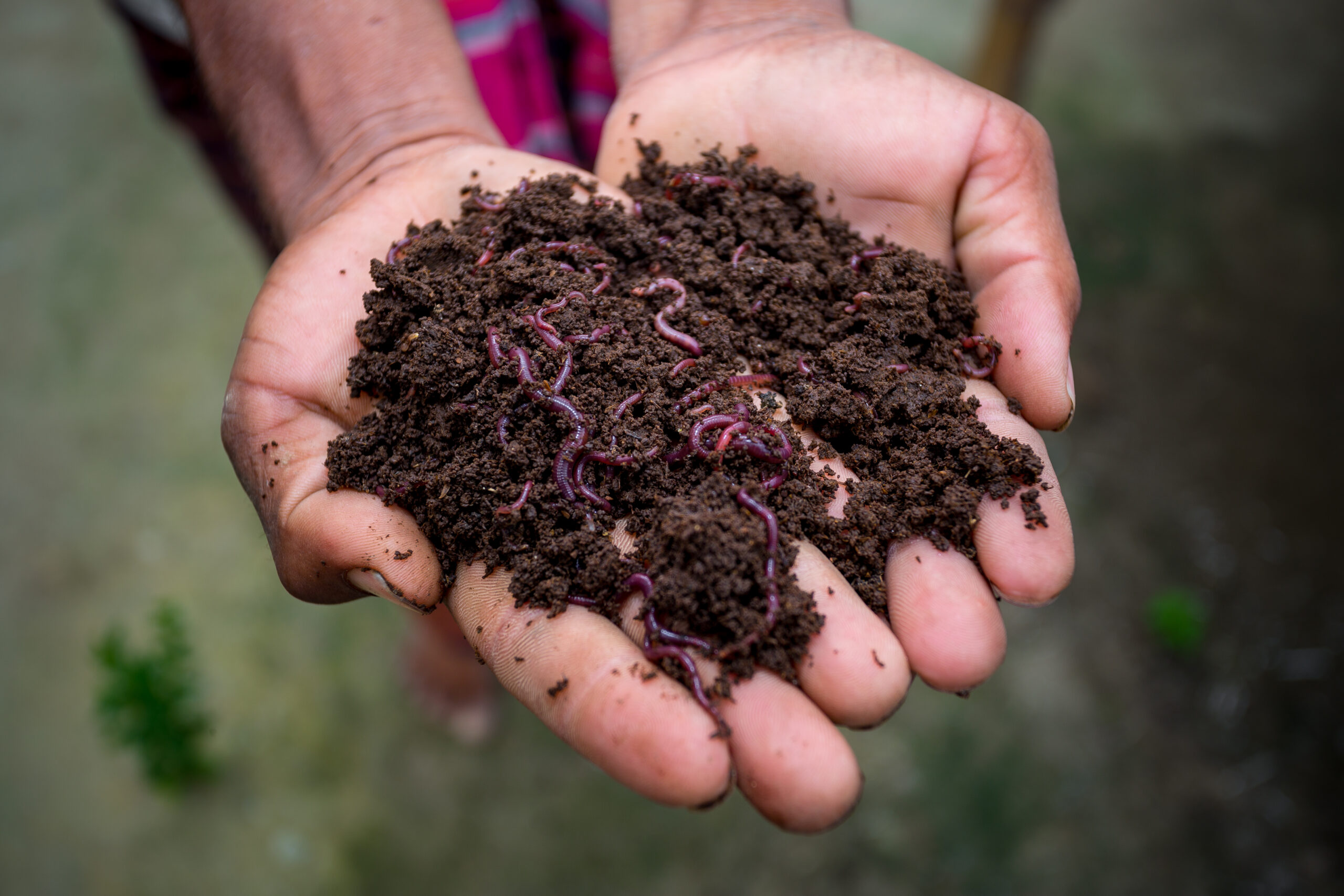 Hands holding worms and vermicompost